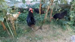Петух умеет прыгать. Видео про петуха.