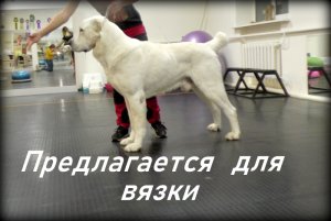 ШАХ Шилеле предлагается для вязки