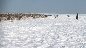 Оленеводство