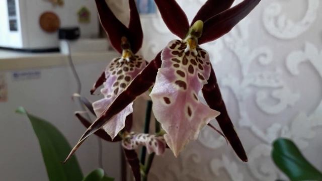 Брассия-орхидея паук.Содержание и уход. смотреть онлайн