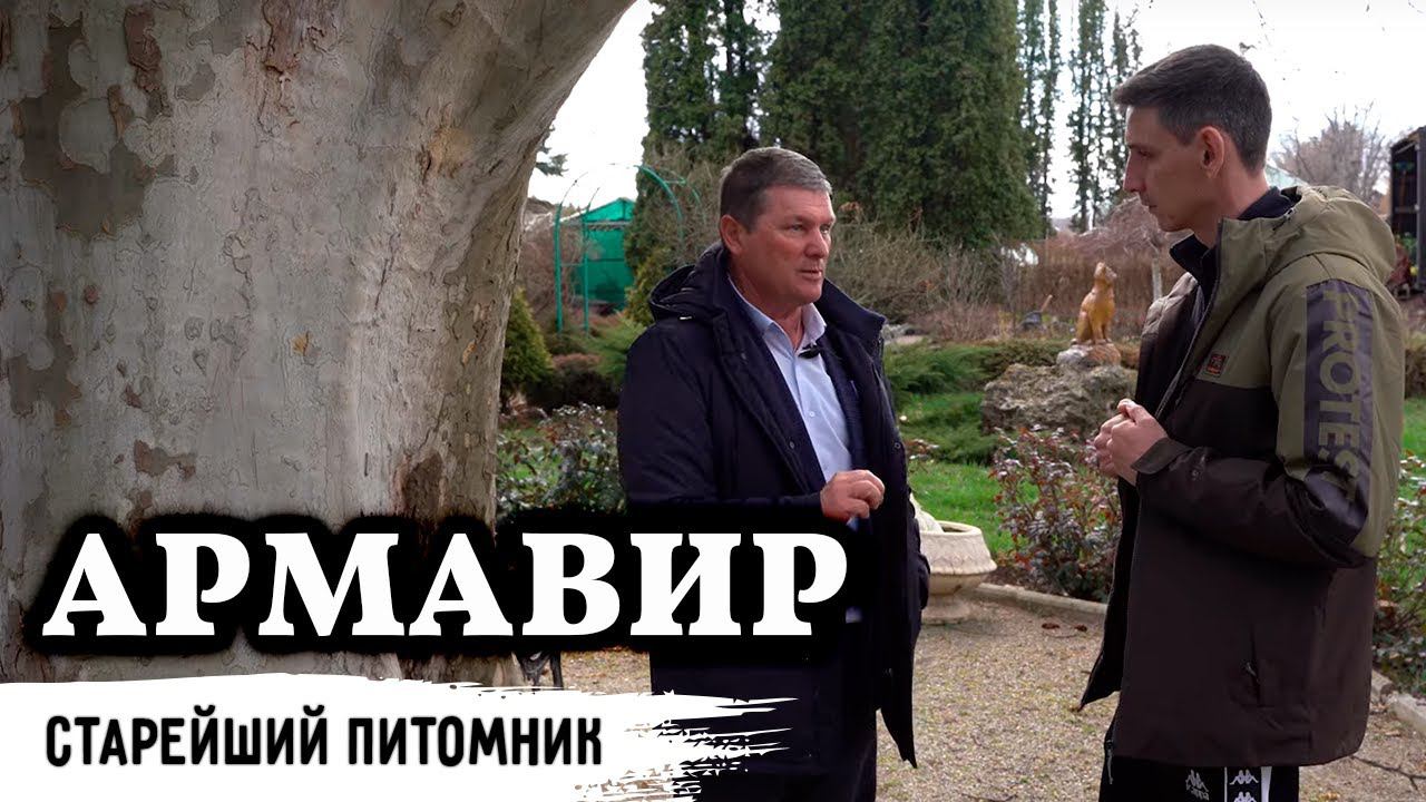 Первые голубые ели на юге // Назад в историю