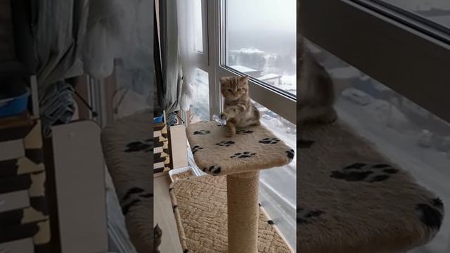 Кошечка_мраморный окрас_род.21.01.20 смотреть онлайн