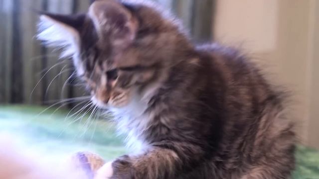 Как выбрать котенка породы мейн кун смотреть онлайн