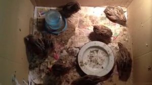 Как поет ПЕРЕПЕЛ?