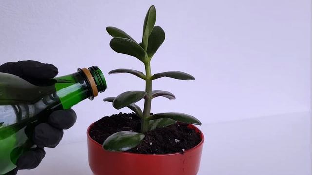 Денежное дерево ОБРЕЗКА Как размножить и поливать? Формирование кроны УХОД Крассула Толстянка Бонса