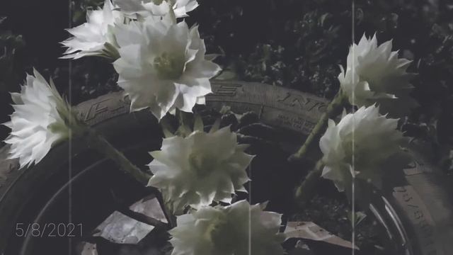 Echinopsis Subdenudata (Easter Lily Cactus) 07.07.2021-05.08.2021 #cactus #echinopsissubdenudata