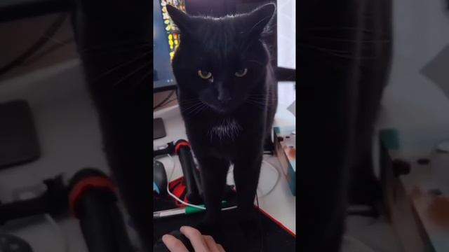 #милыекошки #cats #котята #кошки