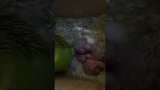 Самка и птенцы #волнистыепопугайчики