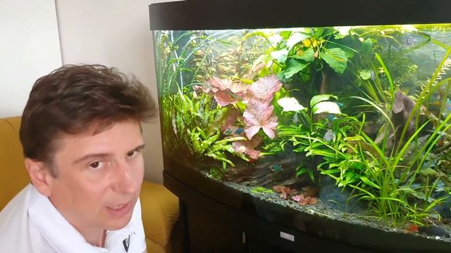 Дискусы- переселенцы. Малёк дискусов переезжает в бомбический травник. JUWEL 260L VISION. Выпуск 17 смотреть онлайн