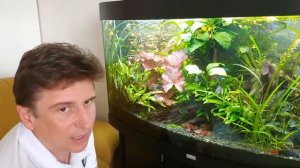 Дискусы- переселенцы. Малёк дискусов переезжает в бомбический травник. JUWEL 260L VISION. Выпуск 17