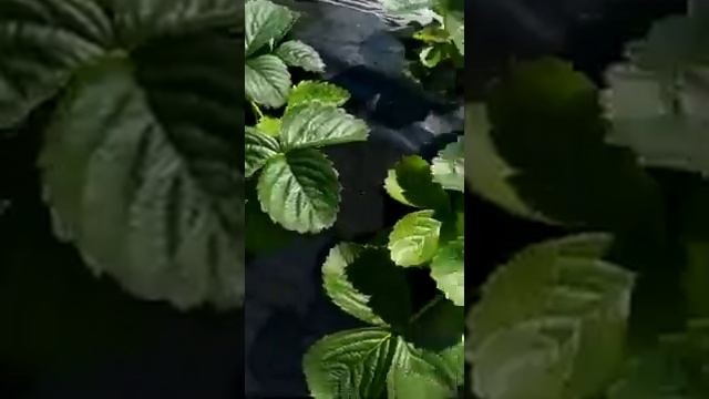 38 день роста саженцев клубники. смотреть онлайн