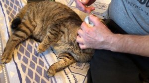Капли в нос коту