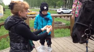 Кормление лошадки