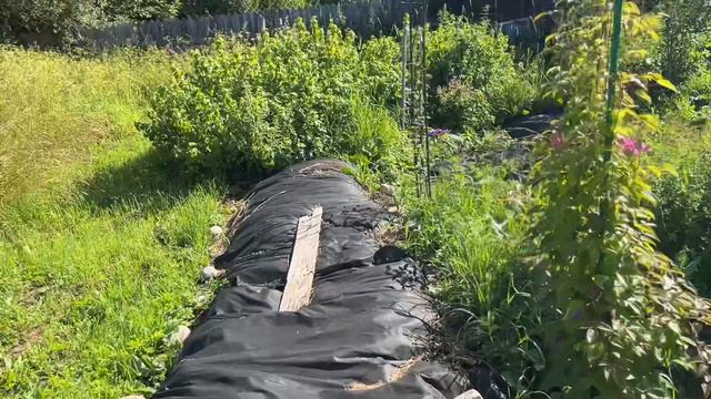 Мои клематисы и розы ) утро в огороде 👩🌾