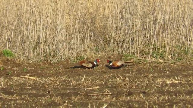 Фазан Phasianus colchicus Common Pheasant Обыкновенный фазан смотреть онлайн