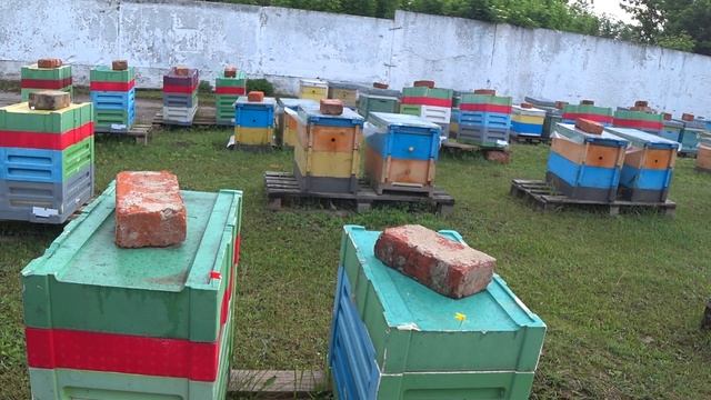 Как мы делаем ОДНО РАМОЧНЫЕ отводки на НЕ ПЛОДНУЮ матку смотреть онлайн