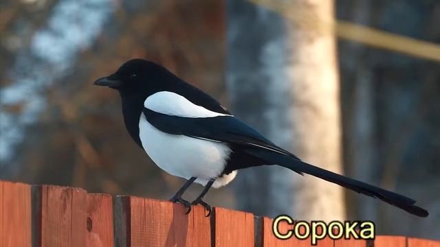 Зимующие птицы  Обучающее видео для малышей Детям TV online video cutter com обр