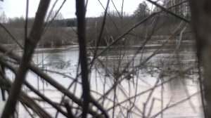 Весенняя охота на селезня с подсадной уткой!.