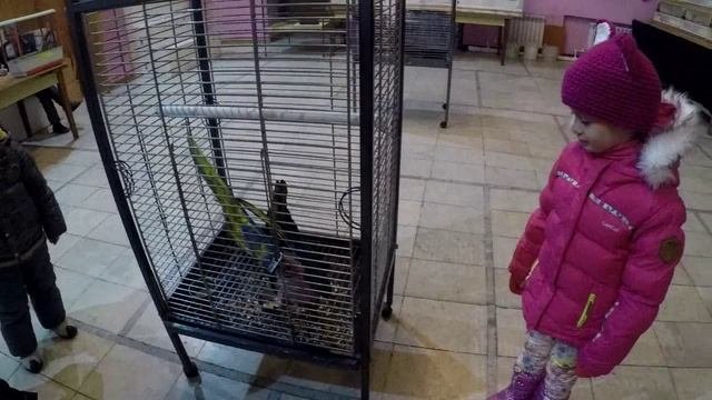 Выставка птиц/Говорящая птица Священная майна/Попугай говорит
