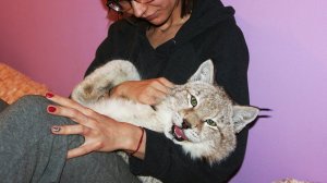 Якутская рысь Умка быстро осваивается, много урчит, вечно просит внимания