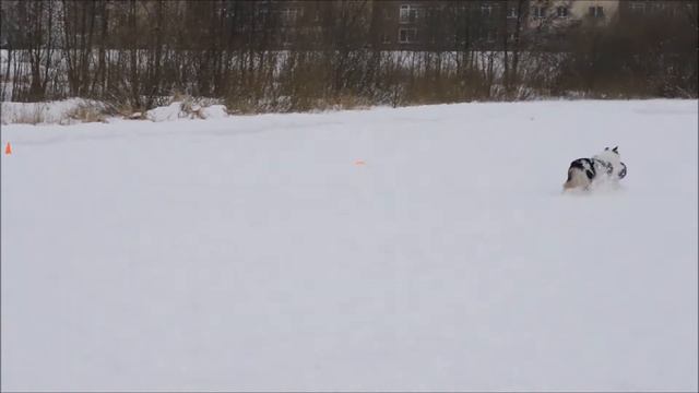 Вебстайл 2018  Алексей и Барни.mp4