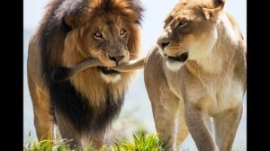 Лев и бык