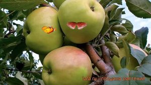 Яблоня карликовая Братчуд (malus bratchud) ? яблоня Братчуд обзор: как сажать саженцы яблони Братчу
