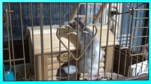 VLOG: Едем покупать крысу | Going to buy ret | New pet