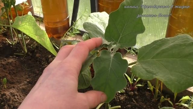 Майский урожай съели холодные ночи смотреть онлайн