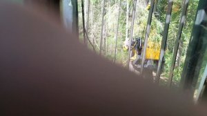 большая ёлка