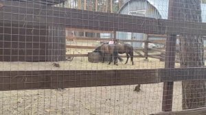 ?Поездка в зоопитомник Червлёный Яр.Воронеж.