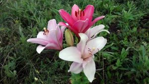 Деревня моя - ржачная песня