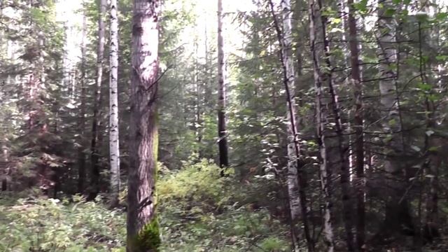 По грибы смотреть онлайн