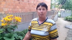 Бузульник в композиции