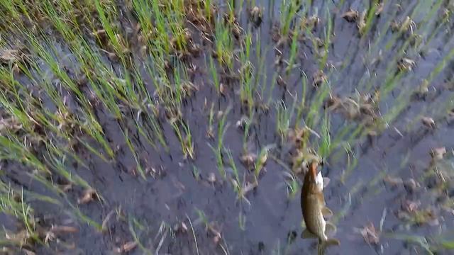 Рыбалка на спиннинг в диких северных краях, щука, окунь, язь… смотреть онлайн