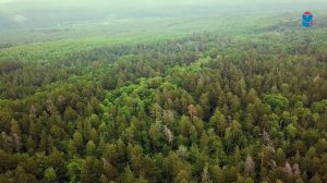 День леса в России