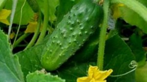 Выращиваем огурцы в мешках