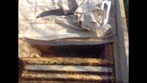 Мой универсальный улей   лежак , плановые работы  . Краткий обзор пасеки .