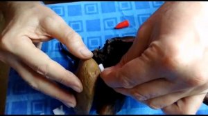 Запуск аквариума 100 литров