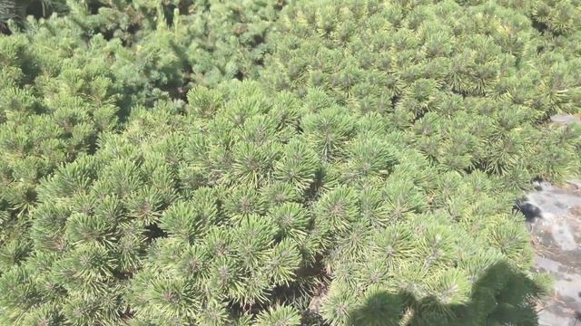 Сосна горная "Офир". Pinus mugo "Ophir"