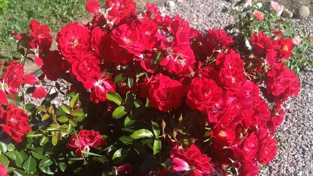 Мои шикарные любимые розы