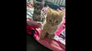 Волонтер так и предполагала: за взрослыми котами очередь дошла и до малышей