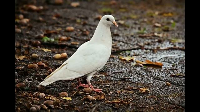 WHAT DOES IT MEAN WHEN YOU SEE A WHITE DOVE ?