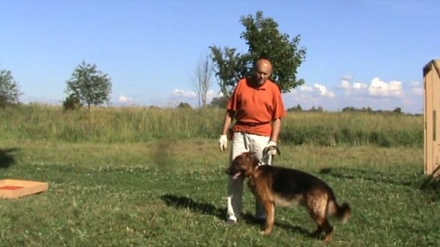 Дрессировка немецкой овчарки Эрика. Вступление смотреть онлайн