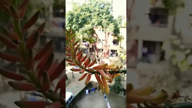 aloe Vera Plant Flower | Aloe Vera seed | Vikas Gardening | #aloevera #flowers #gardening