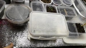 Вопрос подписчика. Утепление подоконника и светоотражающий экран из фольгоизола для рассады