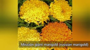 name of different types of marigold flowers, various mTypes of Marigolds to Brighten Up Your Garden