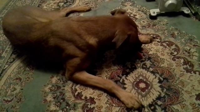 Собака рычит на свою игрушку смотреть онлайн