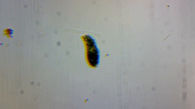 Эвглена (Euglena)