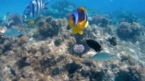 В поисках Немо. Встретил Немо в Египте. Хургада 2021